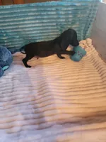 Remington, a male Miniature Dachshund for sale in Live Oak, FL – 3 of 8