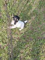 Chip, a male Jack Russell Terrier for sale in Live Oak, FL – 7 of 8