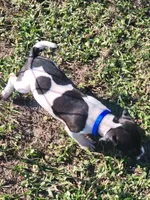 Loki, a male Jack Russell Terrier for sale in Live Oak, FL – 2 of 8