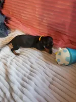 Sunflower , a female Miniature Dachshund for sale in Live Oak, FL – 5 of 9