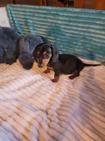 Wesson, a male Miniature Dachshund for sale in Live Oak, FL – 4 of 9