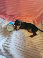 Daisy, a female Miniature Dachshund for sale in Live Oak, FL – 5 of 7