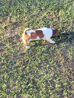 Cole, a male Jack Russell Terrier for sale in Live Oak, FL – 3 of 7