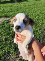 Robby, a male Jack Russell Terrier for sale in Live Oak, FL – 2 of 8