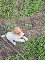 Ryker, a male Jack Russell Terrier for sale in Live Oak, FL – 2 of 7