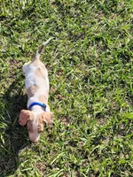 Sam, a male Dachshund for sale in Live Oak, FL – 4 of 8