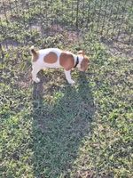 Carson, a male Jack Russell Terrier for sale in Live Oak, FL – 7 of 8