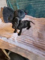 Remington, a male Miniature Dachshund for sale in Live Oak, FL – 5 of 8