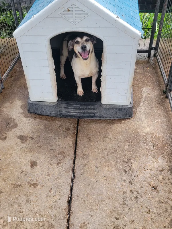 Clover – Jack Russell Terrier puppy for sale in Live Oak, FL