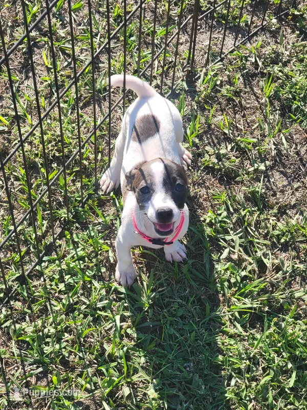 Lexi – Jack Russell Terrier puppy for sale in Live Oak, FL