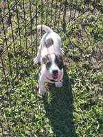 Lexi, a female Jack Russell Terrier for sale in Live Oak, FL – 1 of 7