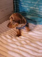 Finley, a male Dachshund for sale in Live Oak, FL – Photo 2 of 7