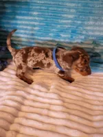 Finley, a male Dachshund for sale in Live Oak, FL – Photo 5 of 7