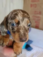 Finley, a male Dachshund for sale in Live Oak, FL – Photo 1 of 7