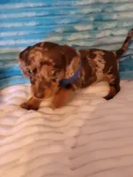 Finley, a male Dachshund for sale in Live Oak, FL – Photo 7 of 7