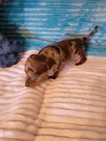 Finley, a male Dachshund for sale in Live Oak, FL – Photo 6 of 7