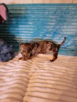 Finley, a male Dachshund for sale in Live Oak, FL – Photo 4 of 7