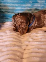 Finley, a male Dachshund for sale in Live Oak, FL – Photo 3 of 7