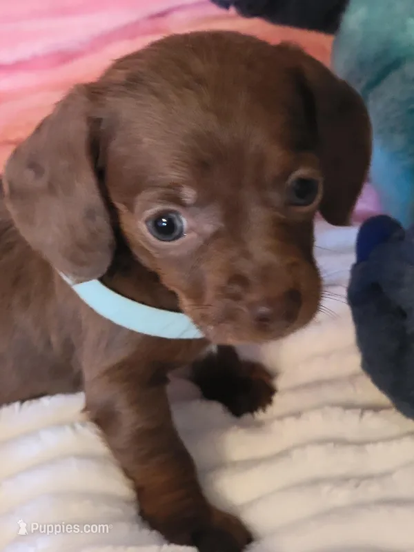 Rosalie – Dachshund puppy for sale in Live Oak, FL