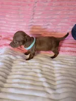 Rosalie, a female Dachshund for sale in Live Oak, FL – Photo 8 of 8