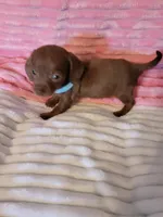 Rosalie, a female Dachshund for sale in Live Oak, FL – Photo 5 of 8