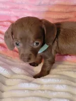 Rosalie, a female Dachshund for sale in Live Oak, FL – Photo 3 of 8