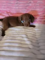 Rosalie, a female Dachshund for sale in Live Oak, FL – Photo 4 of 8