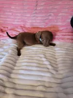 Rosalie, a female Dachshund for sale in Live Oak, FL – Photo 6 of 8