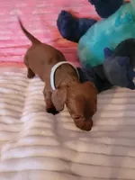 Rosalie, a female Dachshund for sale in Live Oak, FL – Photo 7 of 8