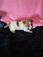 Cricket, a female Jack Russell Terrier for sale in Live Oak, FL – Photo 7 of 8