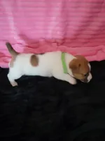 Cricket, a female Jack Russell Terrier for sale in Live Oak, FL – Photo 6 of 8