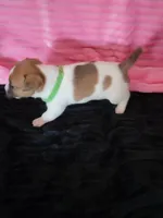 Cricket, a female Jack Russell Terrier for sale in Live Oak, FL – Photo 3 of 8