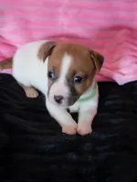 Cricket, a female Jack Russell Terrier for sale in Live Oak, FL – Photo 2 of 8