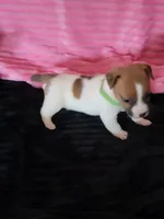 Cricket, a female Jack Russell Terrier for sale in Live Oak, FL – Photo 5 of 8