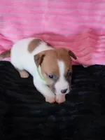 Cricket, a female Jack Russell Terrier for sale in Live Oak, FL – Photo 1 of 8