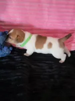 Cricket, a female Jack Russell Terrier for sale in Live Oak, FL – Photo 8 of 8