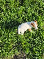 Roxy, a female Jack Russell Terrier for sale in Live Oak, FL – 8 of 8