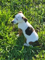 Rainbow, a female Jack Russell Terrier for sale in Live Oak, FL – 3 of 8