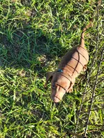 Neo, a male Miniature Dachshund for sale in Live Oak, FL – 2 of 3