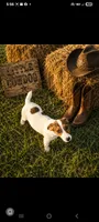 Joey, a male Jack Russell Terrier for sale in Live Oak, FL – 5 of 6
