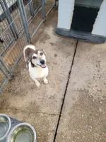 Clover, a female Jack Russell Terrier for sale in Live Oak, FL – 5 of 5