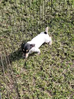 Chip, a male Jack Russell Terrier for sale in Live Oak, FL – 4 of 8