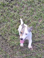 Charlie, a male Jack Russell Terrier for sale in Live Oak, FL – 8 of 8