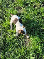 Rainbow, a female Jack Russell Terrier for sale in Live Oak, FL – 6 of 8