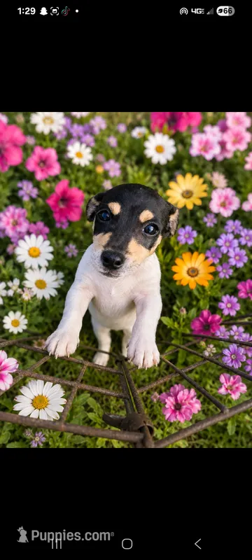 Chip – Jack Russell Terrier puppy for sale in Live Oak, FL