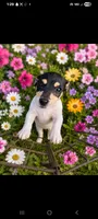 Chip, a male Jack Russell Terrier for sale in Live Oak, FL – 1 of 6