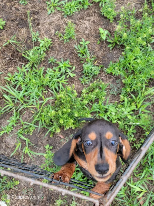 Fudge – Dachshund puppy for sale in Live Oak, FL