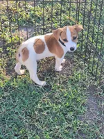 Carson, a male Jack Russell Terrier for sale in Live Oak, FL – 1 of 8