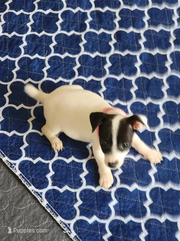 Pearl – Jack Russell Terrier puppy for sale in Live Oak, FL