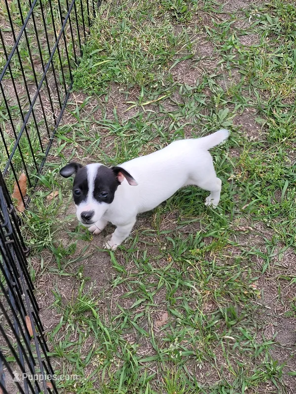 Pearl – Jack Russell Terrier puppy for sale in Live Oak, FL